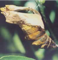The dry shell of the pupa is left hanging after the butterfly has emerged.